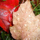 Illustration for article titled Shooting Challenge: Fall Leaves Gallery